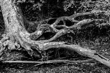 Gnarled Roots of Life